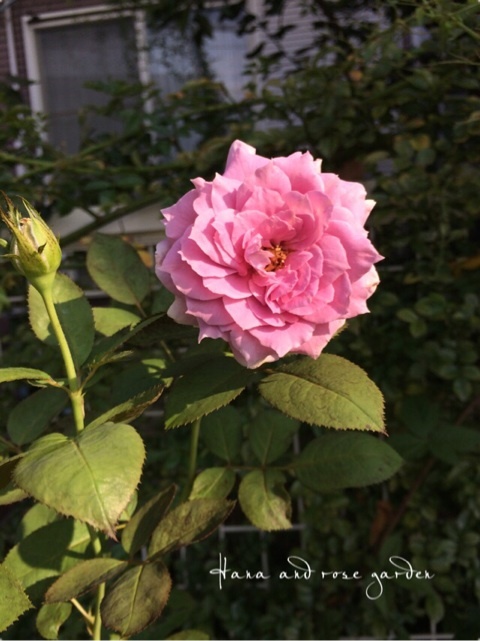 {AE19FC84-E718-4D8F-9415-C3B29BF89038:01}