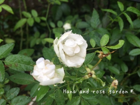 {CDB19884-0F3D-4C9C-BAA5-C8735BAD811A:01}