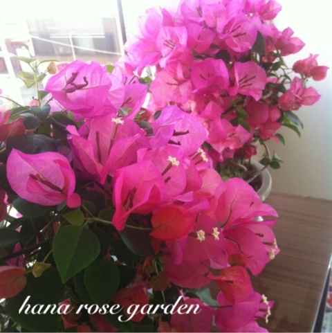 photo:01