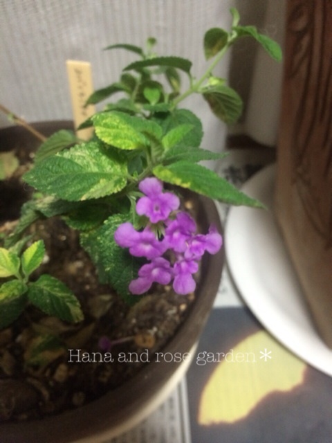 {2C801912-95D1-4856-94A3-61CB53A9DF01:01}