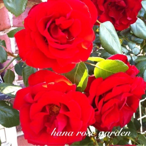 photo:03