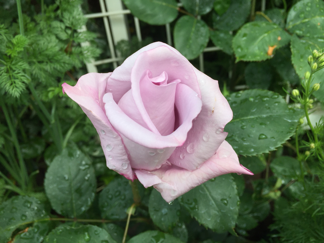 のばらのガーデニングブログ Hana and Rose Garden+ *いっぱい咲き始めました!! コメント