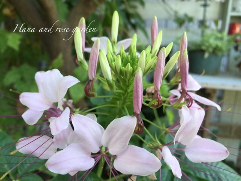 {C8229C44-83B5-4BDB-BED8-E9E231CF3755}