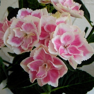 photo:06