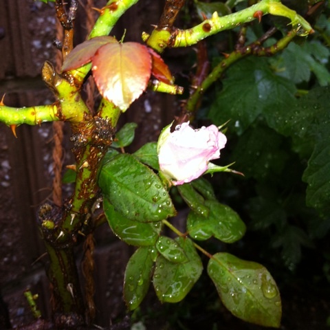 photo:02