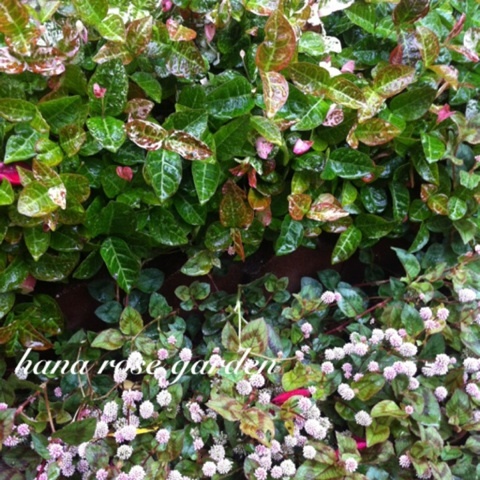 photo:01