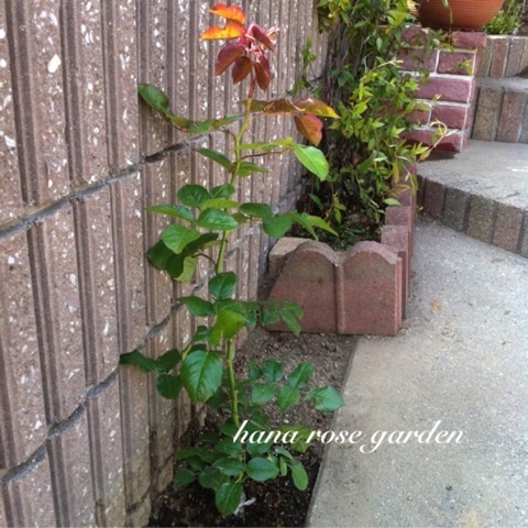 photo:02