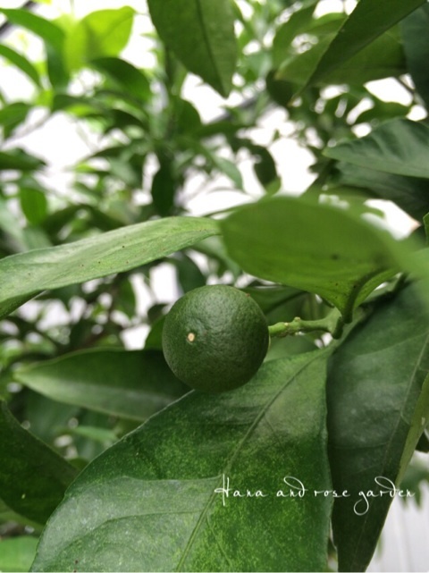 {FE20113B-99D1-4002-885B-95DC6E2D0E85:01}