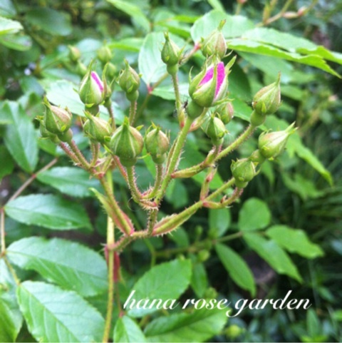photo:01