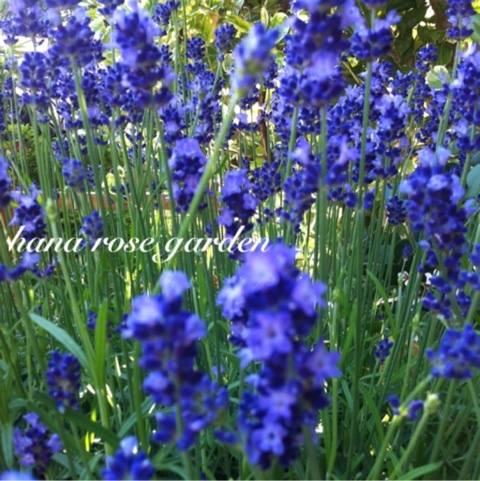 photo:04