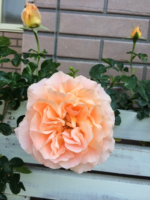 {A6F43FF9-832A-463E-9397-D23DC952FC40:01}