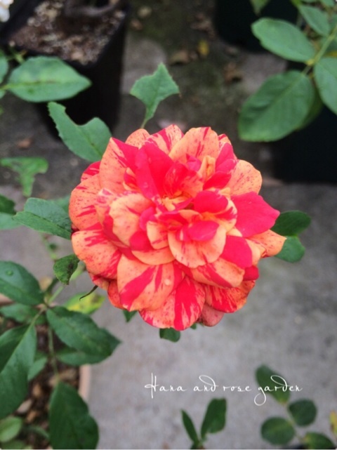 {01D017E6-ABB6-4F3C-8B77-6DCD3CE1ED23:01}