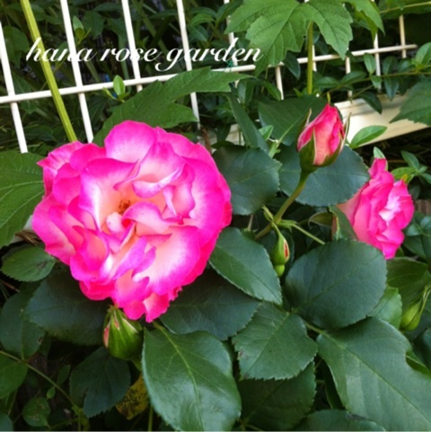 photo:02