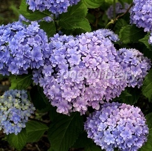 photo:02