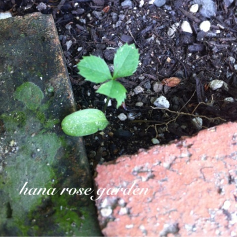 photo:03