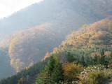 紅葉1