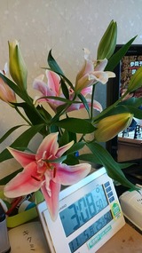 母の部屋の百合1