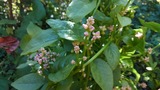 つるむらさきの花