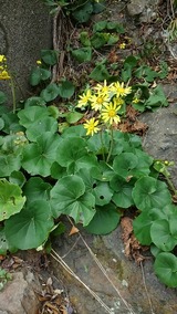 ツワブキの花