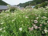 フジバカマの花園2