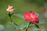 薔薇2