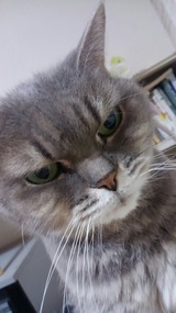 モニカさんおはよう