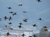 カワウの群れ