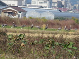 ナベヅル12羽