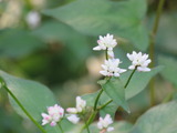 野菊