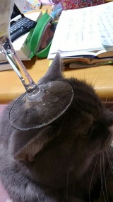 グラスと猫