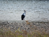 コウノトリ2