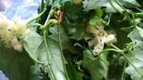 M子さんが届けてくれた烏瓜の花