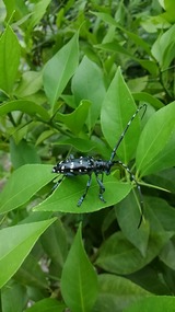 レモンの葉にカミキリムシ
