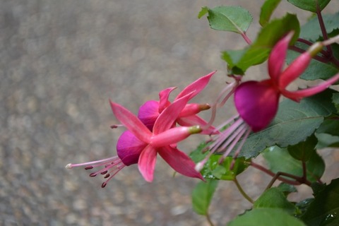 DSC_0015 (640x427)