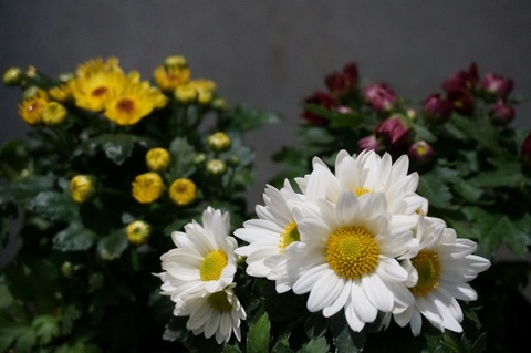 DSC08033 (640x425)