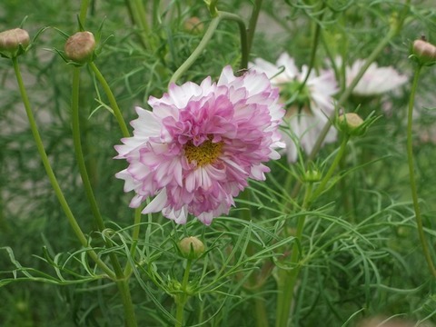 DSCF2241