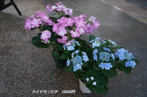 DSC08642 (640x425)
