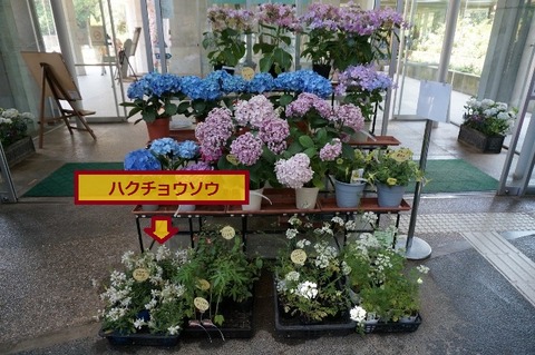 全体ハクチョ (640x425)