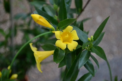 DSC_0008 (640x427)