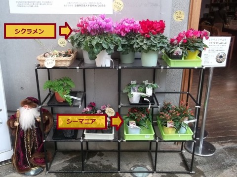 DSCF6435 (640x480)
