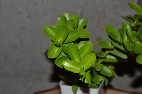 DSC_0018 (640x427)