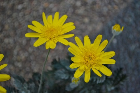 DSC_0012 (640x427)