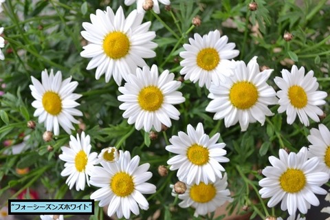 DSC_0028 (640x427)