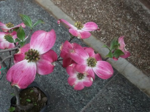 DSCF6942 (640x480)