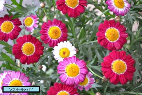 DSC_0033 (640x427)
