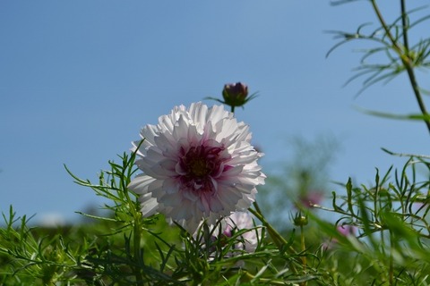 DSC_0058 (640x427)