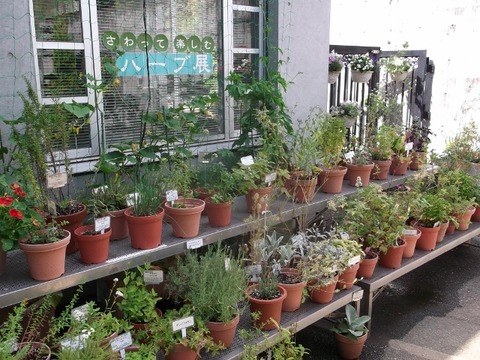 DSCF6365 (640x480)