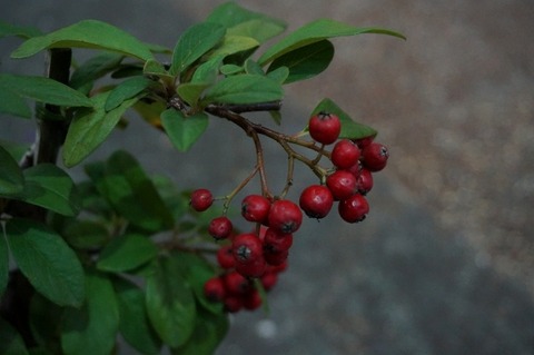 DSC07807 (640x425)