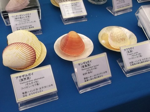 キンギョガイ