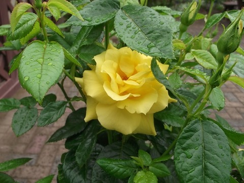 DSCF5659